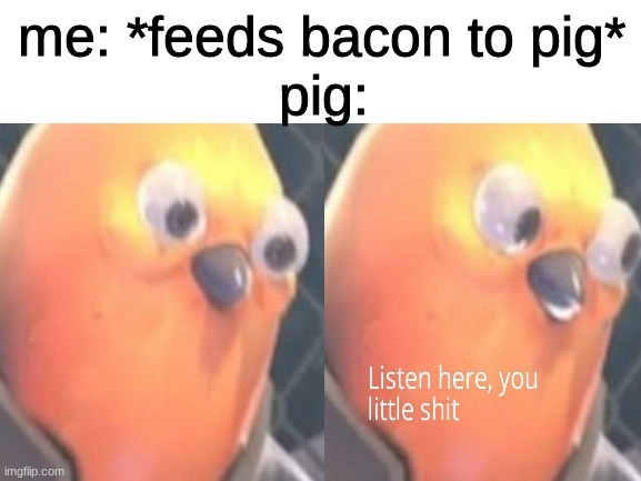 Pig eats pig | pig:; me: *feeds bacon to pig* | image tagged in pig | made w/ Imgflip meme maker