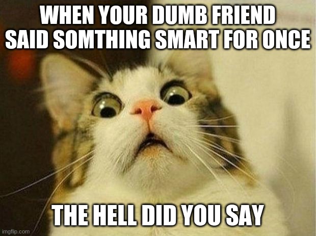 Scared Cat Meme | WHEN YOUR DUMB FRIEND SAID SOMTHING SMART FOR ONCE; THE HELL DID YOU SAY | image tagged in memes,scared cat | made w/ Imgflip meme maker