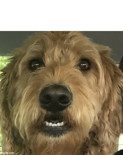 New template | image tagged in worry doggo | made w/ Imgflip meme maker