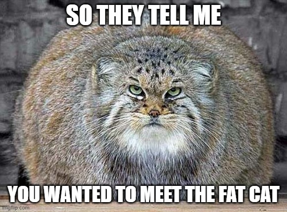 So They Tell Me | SO THEY TELL ME; YOU WANTED TO MEET THE FAT CAT | image tagged in cats,fat cats,funny memes,funny,memes | made w/ Imgflip meme maker
