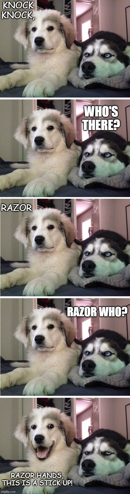 Daily Bad Dad Joke June 24 2020 | KNOCK KNOCK, WHO'S THERE? RAZOR; RAZOR WHO? RAZOR HANDS, THIS IS A STICK UP! | image tagged in knock knock dogs | made w/ Imgflip meme maker
