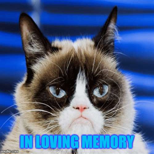 Grumpy Cat Gif Grumpy Cat Sad Discover Share Gifs Images