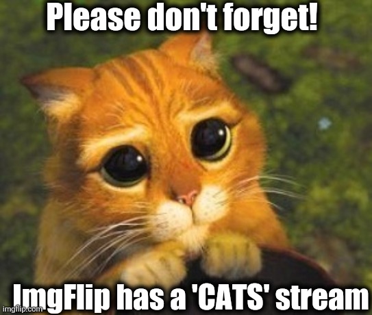 I know you love the cats stream, and sometimes you just forget about it | Please don't forget! ImgFlip has a 'CATS' stream | image tagged in cat in boots pleading | made w/ Imgflip meme maker