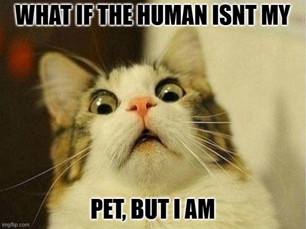 Scared Cat | WHAT IF THE HUMAN ISNT MY; PET, BUT I AM | image tagged in memes,scared cat | made w/ Imgflip meme maker