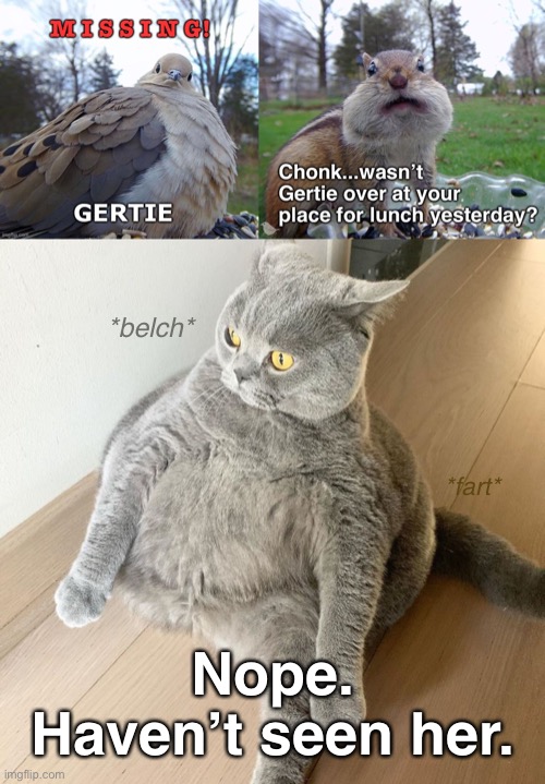 Where’s Gertie? | *belch*; *fart*; Nope. Haven’t seen her. | image tagged in funny meme,yet kind of stupid at the same time,fat cat,squirrel | made w/ Imgflip meme maker