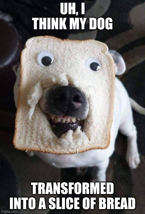 UH, I THINK MY DOG; TRANSFORMED INTO A SLICE OF BREAD | made w/ Imgflip meme maker