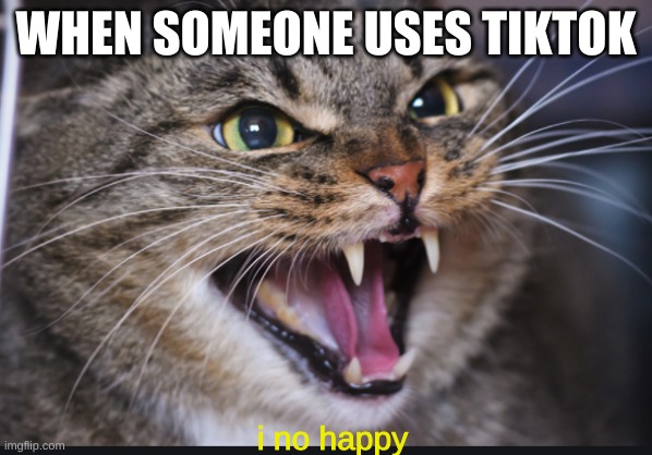 hisssssssssssssssssssssssssssssssssss | WHEN SOMEONE USES TIKTOK; i no happy | image tagged in cat | made w/ Imgflip meme maker