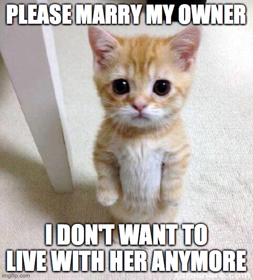 spinster's cat | PLEASE MARRY MY OWNER; I DON'T WANT TO LIVE WITH HER ANYMORE | image tagged in memes,cute cat | made w/ Imgflip meme maker