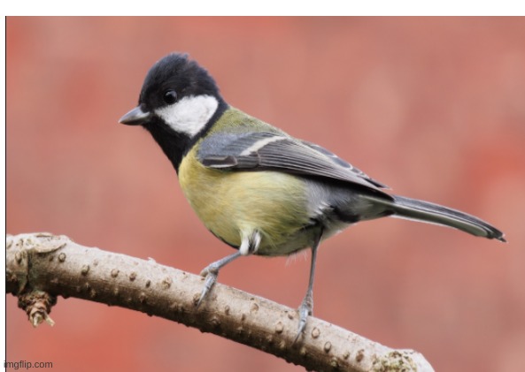 what a great tit | image tagged in tits | made w/ Imgflip meme maker