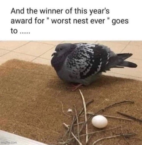 Egg diarrhea | image tagged in birds | made w/ Imgflip meme maker