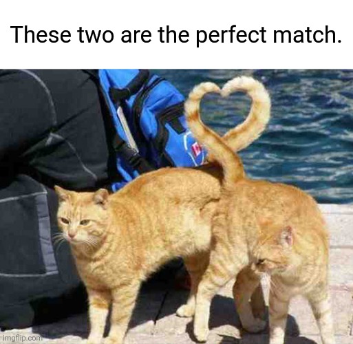 The two cats as a couple with their tails forming a heart | These two are the perfect match. | image tagged in cats,cat,couple,heart,memes,meme | made w/ Imgflip meme maker