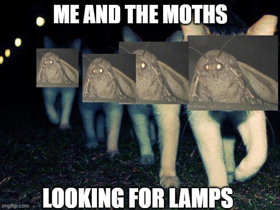 moth bois | ME AND THE MOTHS; LOOKING FOR LAMPS | image tagged in memes,wrong neighboorhood cats | made w/ Imgflip meme maker