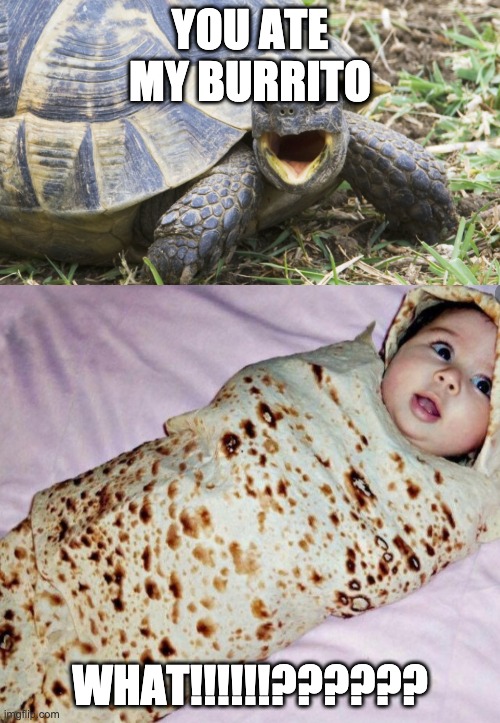 MAD TURTLE | YOU ATE MY BURRITO; WHAT!!!!!!?????? | image tagged in burrito | made w/ Imgflip meme maker
