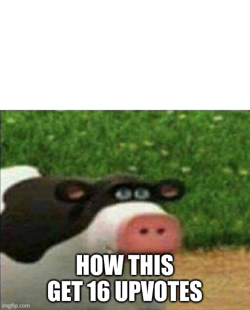 Perhaps cow | HOW THIS GET 16 UPVOTES | image tagged in perhaps cow | made w/ Imgflip meme maker