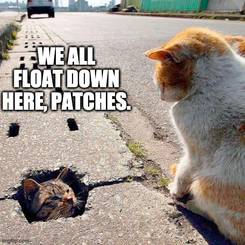 we all float down here | WE ALL FLOAT DOWN HERE, PATCHES. | image tagged in we all float,it,stephen king,cats | made w/ Imgflip meme maker