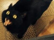Black cat yellow eyes blurred Blank Meme Template
