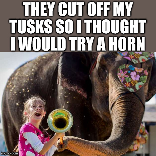 Mess with this elephant, you get the horn. |  THEY CUT OFF MY TUSKS SO I THOUGHT I WOULD TRY A HORN | image tagged in elephant,horn,puns | made w/ Imgflip meme maker