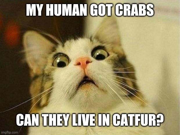 Scared Cat Meme | MY HUMAN GOT CRABS; CAN THEY LIVE IN CATFUR? | image tagged in memes,scared cat | made w/ Imgflip meme maker