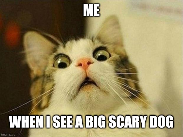 Scared Cat Meme | ME; WHEN I SEE A BIG SCARY DOG | image tagged in memes,scared cat | made w/ Imgflip meme maker