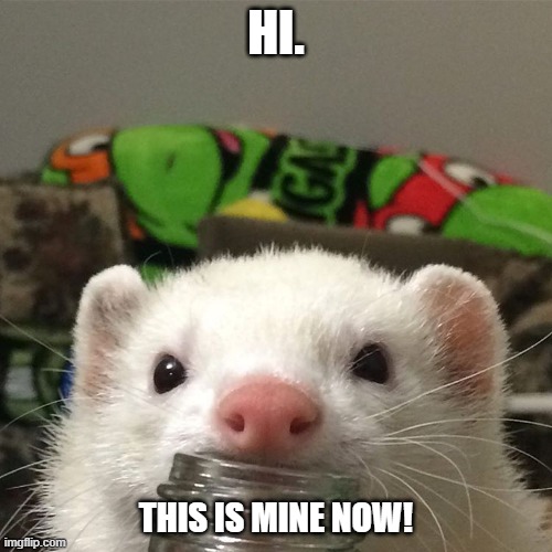 You can't win | HI. THIS IS MINE NOW! | image tagged in ferret | made w/ Imgflip meme maker