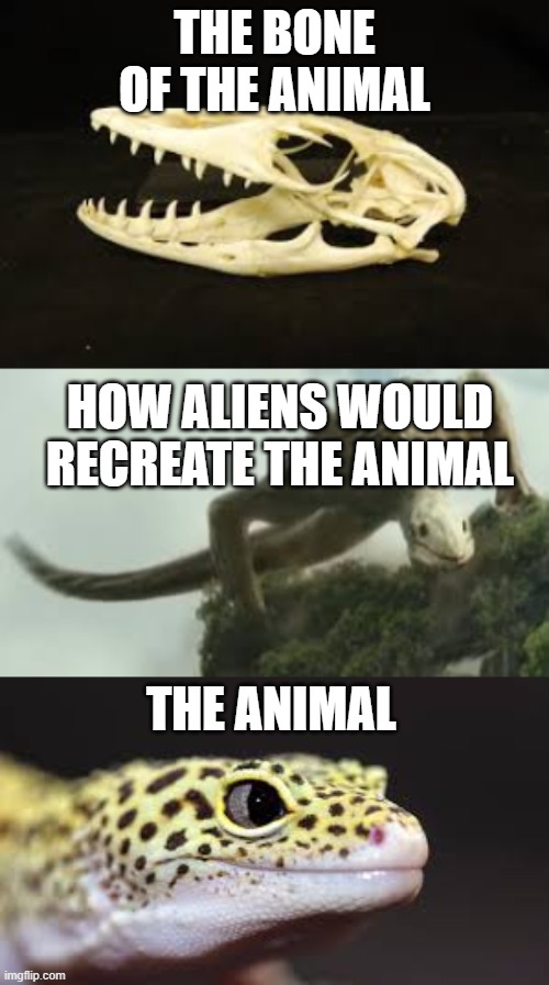 THE BONE OF THE ANIMAL; HOW ALIENS WOULD RECREATE THE ANIMAL; THE ANIMAL | image tagged in memes,aliens,lizard | made w/ Imgflip meme maker