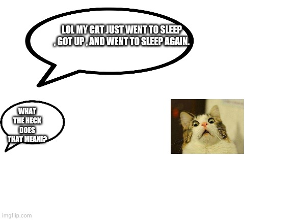 IDK why but I made this =T | LOL MY CAT JUST WENT TO SLEEP , GOT UP , AND WENT TO SLEEP AGAIN. WHAT THE HECK DOES THAT MEAN!? | image tagged in blank white template | made w/ Imgflip meme maker