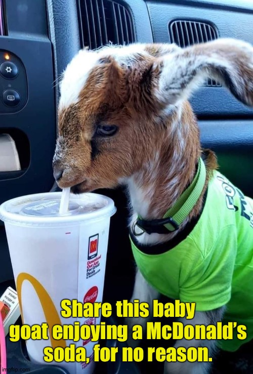 Mickey D’s goat | Share this baby goat enjoying a McDonald’s soda, for no reason. | image tagged in silly | made w/ Imgflip meme maker