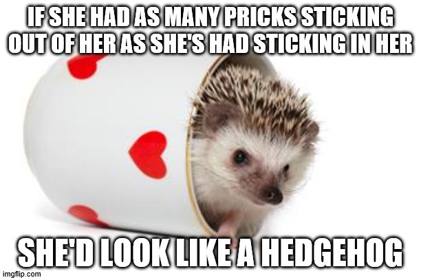 Pricks | IF SHE HAD AS MANY PRICKS STICKING OUT OF HER AS SHE'S HAD STICKING IN HER; SHE'D LOOK LIKE A HEDGEHOG | image tagged in hedgehog | made w/ Imgflip meme maker