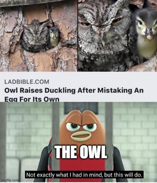 The owl accepts everyone | THE OWL | image tagged in not exactly what i had in mind,memes,funny,owl,killer bean | made w/ Imgflip meme maker