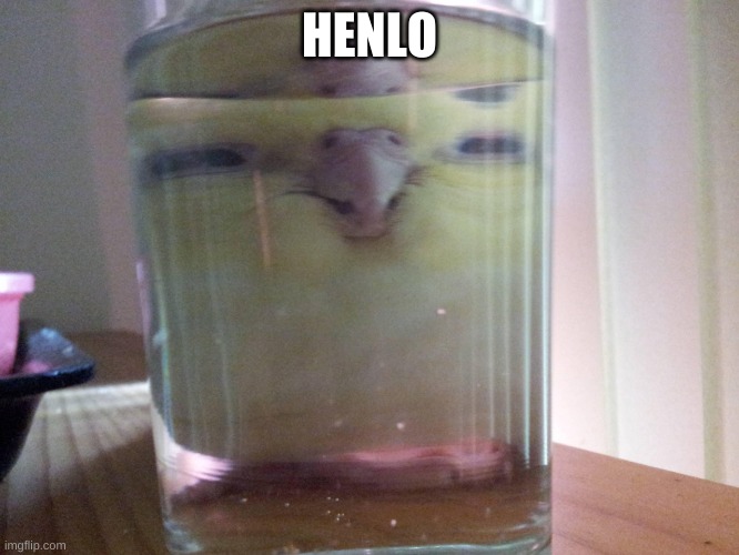 HENLO birb | HENLO | image tagged in henlo birb | made w/ Imgflip meme maker