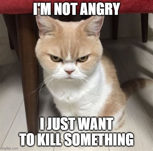 I'm Not Angry | I'M NOT ANGRY; I JUST WANT TO KILL SOMETHING | image tagged in memes,cats,funny,angry cat,funny memes | made w/ Imgflip meme maker