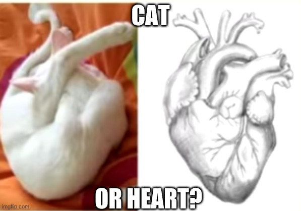 Witch won is it..? | CAT; OR HEART? | image tagged in cat,heart | made w/ Imgflip meme maker