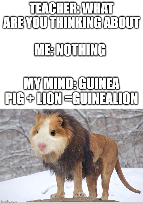 TEACHER: WHAT ARE YOU THINKING ABOUT; ME: NOTHING; MY MIND: GUINEA PIG + LION =GUINEALION | image tagged in blank white template | made w/ Imgflip meme maker