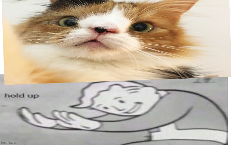 Sorry it's such bad quality....The cat photo is one I found online! | image tagged in fallout hold up | made w/ Imgflip meme maker