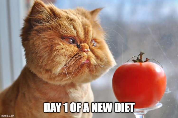 Diet | DAY 1 OF A NEW DIET | image tagged in grumpy cat,cat,diet | made w/ Imgflip meme maker