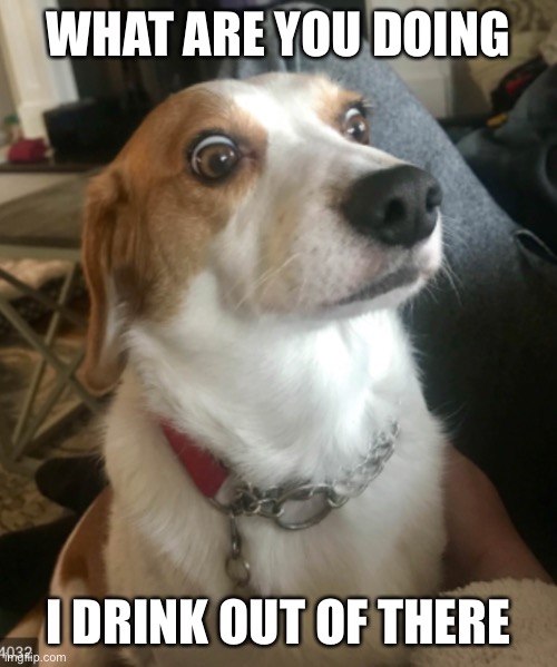 WHAT ARE YOU DOING; I DRINK OUT OF THERE | image tagged in dog | made w/ Imgflip meme maker