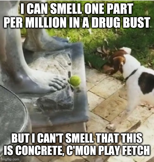 Dog Fetch | I CAN SMELL ONE PART PER MILLION IN A DRUG BUST; BUT I CAN'T SMELL THAT THIS IS CONCRETE, C'MON PLAY FETCH | image tagged in fetch,dog,smell,concrete,statue | made w/ Imgflip meme maker