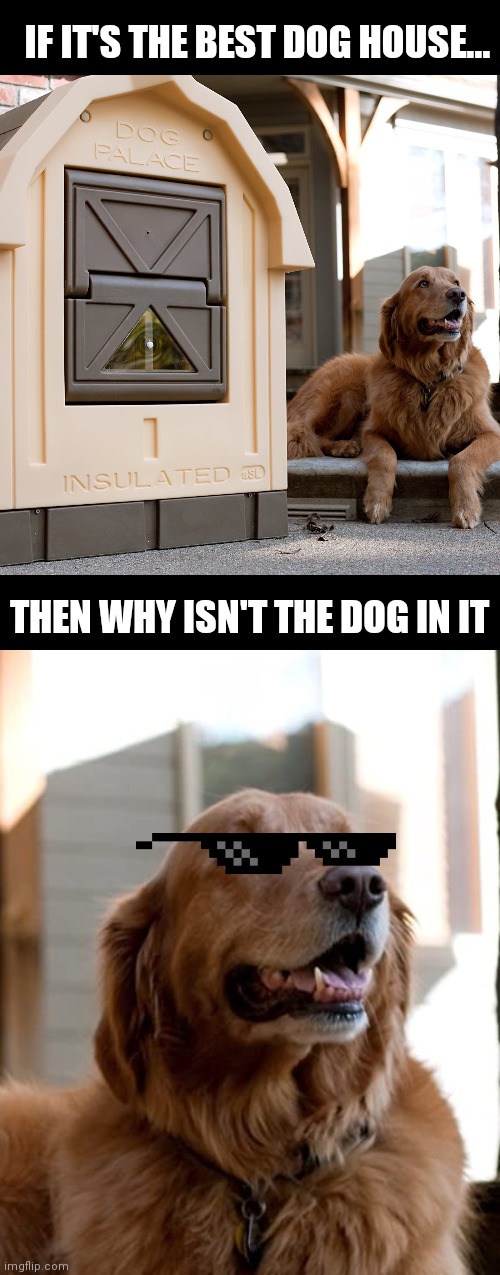 Really | IF IT'S THE BEST DOG HOUSE... THEN WHY ISN'T THE DOG IN IT | image tagged in dog,dogs,funny dogs,funny,funny memes,lol | made w/ Imgflip meme maker
