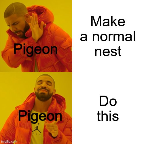 Drake Hotline Bling Meme | Make a normal nest Do this Pigeon Pigeon | image tagged in memes,drake hotline bling | made w/ Imgflip meme maker