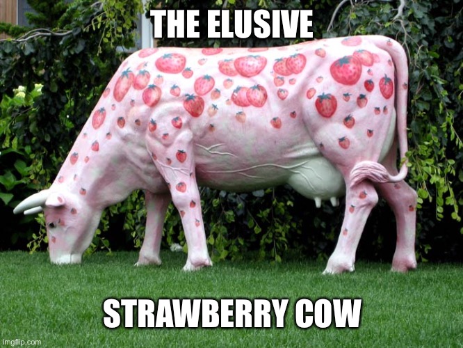 Strawberry Milk | THE ELUSIVE STRAWBERRY COW | image tagged in strawberry milk | made w/ Imgflip meme maker