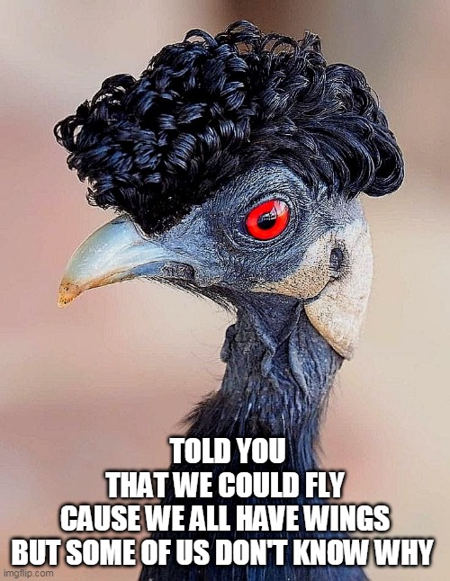 TOLD YOU
THAT WE COULD FLY
CAUSE WE ALL HAVE WINGS
BUT SOME OF US DON'T KNOW WHY | image tagged in mod bird | made w/ Imgflip meme maker