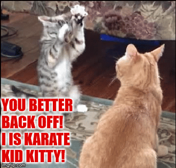 Karate kid cat - Imgflip
