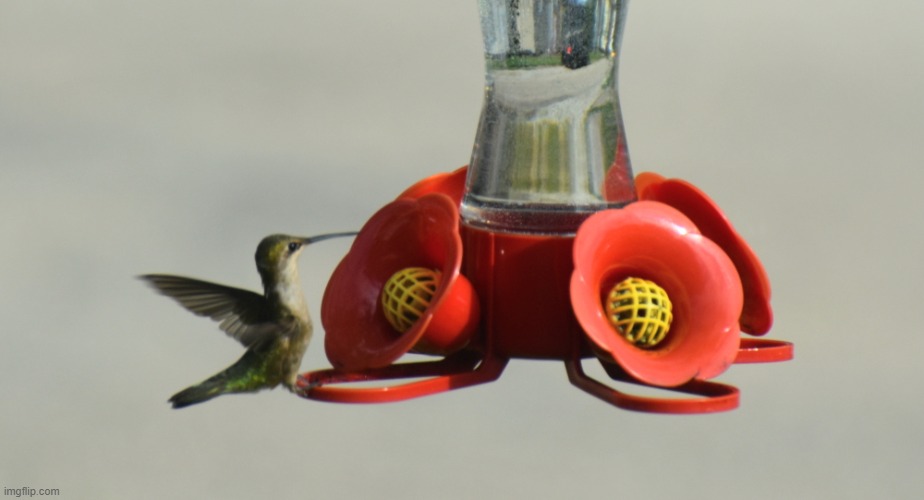 hummingbird | image tagged in hummingbird,kewlew | made w/ Imgflip meme maker