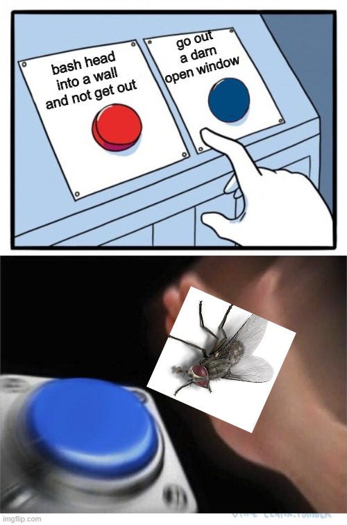 gotta kill 'em all | go out a darn open window; bash head into a wall and not get out | image tagged in two buttons 1 blue,two buttons,memes | made w/ Imgflip meme maker