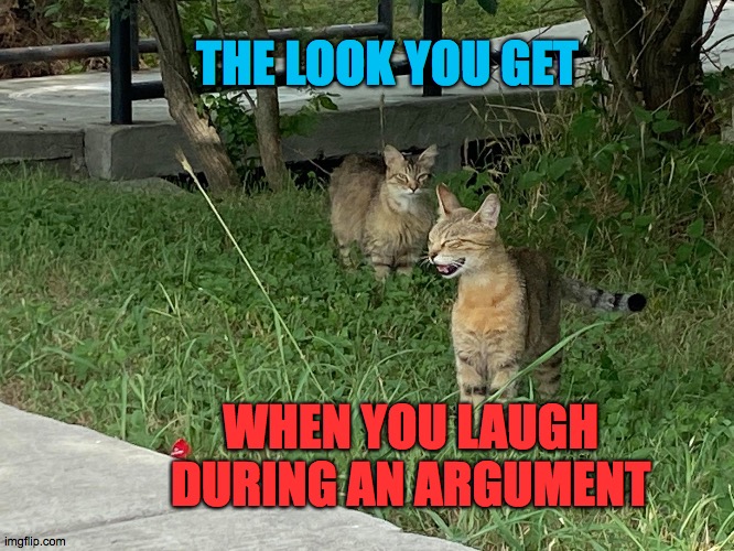 Ha ha, uh no. | THE LOOK YOU GET; WHEN YOU LAUGH DURING AN ARGUMENT | image tagged in googe the cat laughing,ha,laugh,argument,look | made w/ Imgflip meme maker