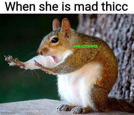 Squirrel- mad thicc | IG:BUZZEDUDES | image tagged in memes,funny memes,squirrel,squirrels,dank memes | made w/ Imgflip meme maker