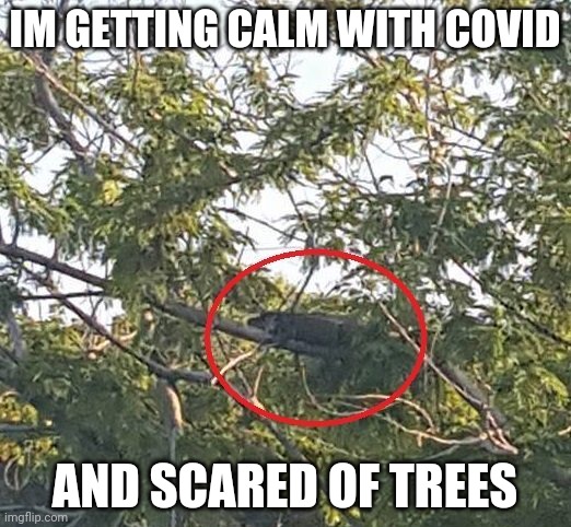 F*** Covid, Im scraed of this | IM GETTING CALM WITH COVID; AND SCARED OF TREES | image tagged in what is a tag | made w/ Imgflip meme maker