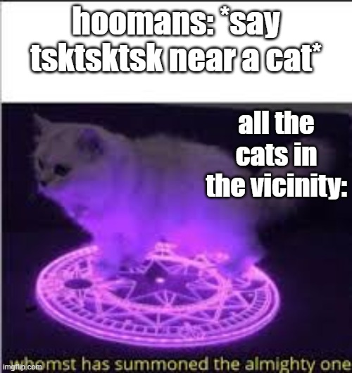 dont try this out irl- | hoomans: *say tsktsktsk near a cat*; all the cats in the vicinity: | image tagged in whomst has summoned the almighty one | made w/ Imgflip meme maker