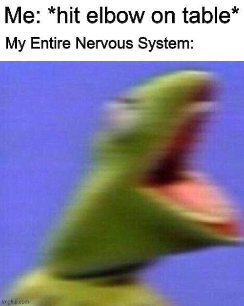 entire nervous system | Me: *hit elbow on table*; My Entire Nervous System: | image tagged in kermit screaming | made w/ Imgflip meme maker