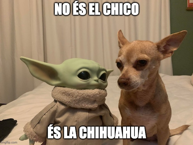 NO ÉS EL CHICO; ÉS LA CHIHUAHUA | made w/ Imgflip meme maker